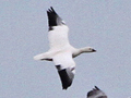 Ross's Goose